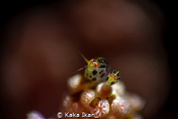 Lady Bug's by Kaka Ikan_ 